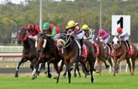 Sunshine Coast Racing Tips