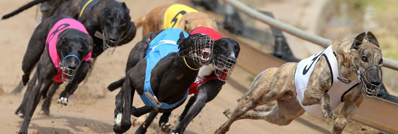 Cannington Greyhound Tips: Monday, March 25th | Before You Bet